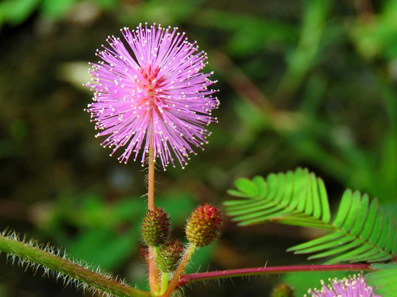 含羞草叶子合拢的原因,属于正常的生理反应