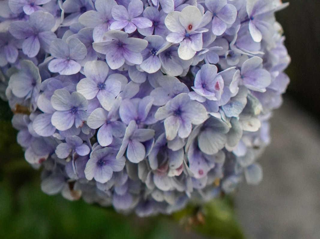 永安绣球花微生物菌肥的正确使用