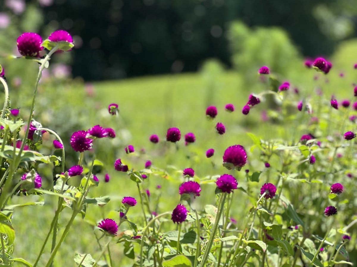 千日红的种植秘籍:从新手到高手的全方位指南