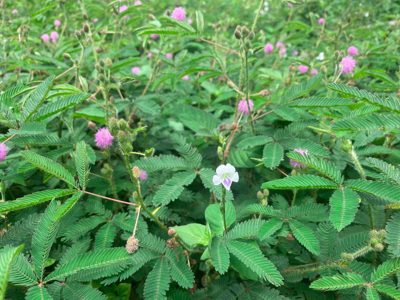 控释肥80斤一袋价格含羞草