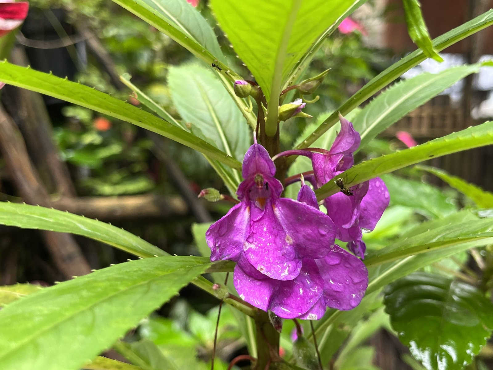 凤仙花含氨基酸叶面肥料有哪些品牌普洱？