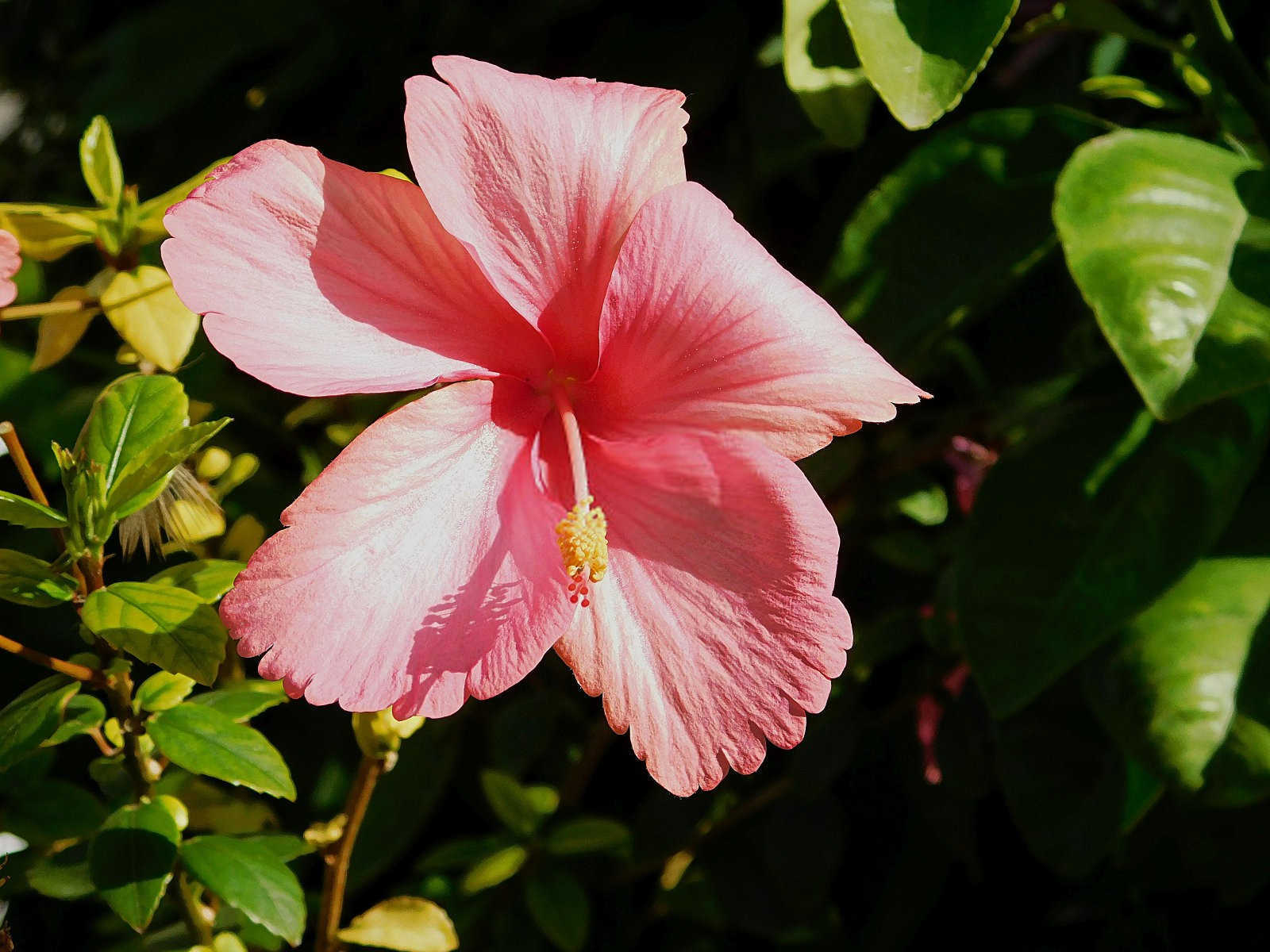 芙蓉花叶子没了的原因？芙蓉花叶子没了咋回事