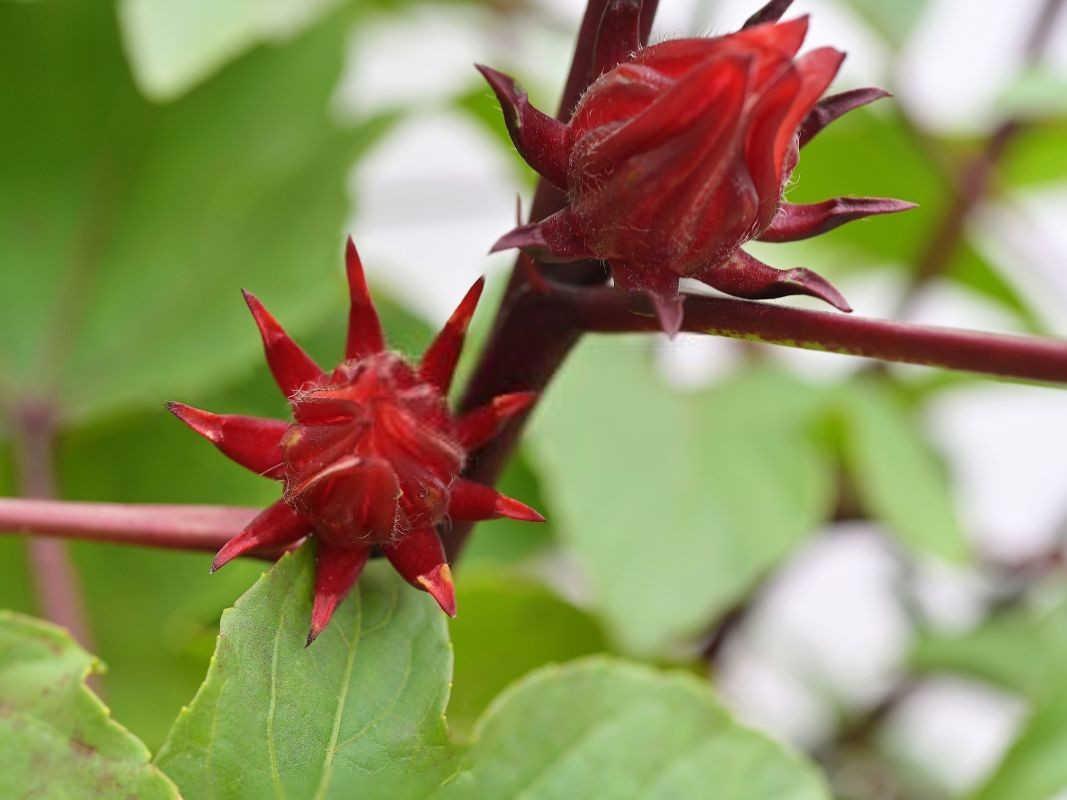 芙蓉花的繁殖与扦插方法：揭秘大自然的神奇力量？