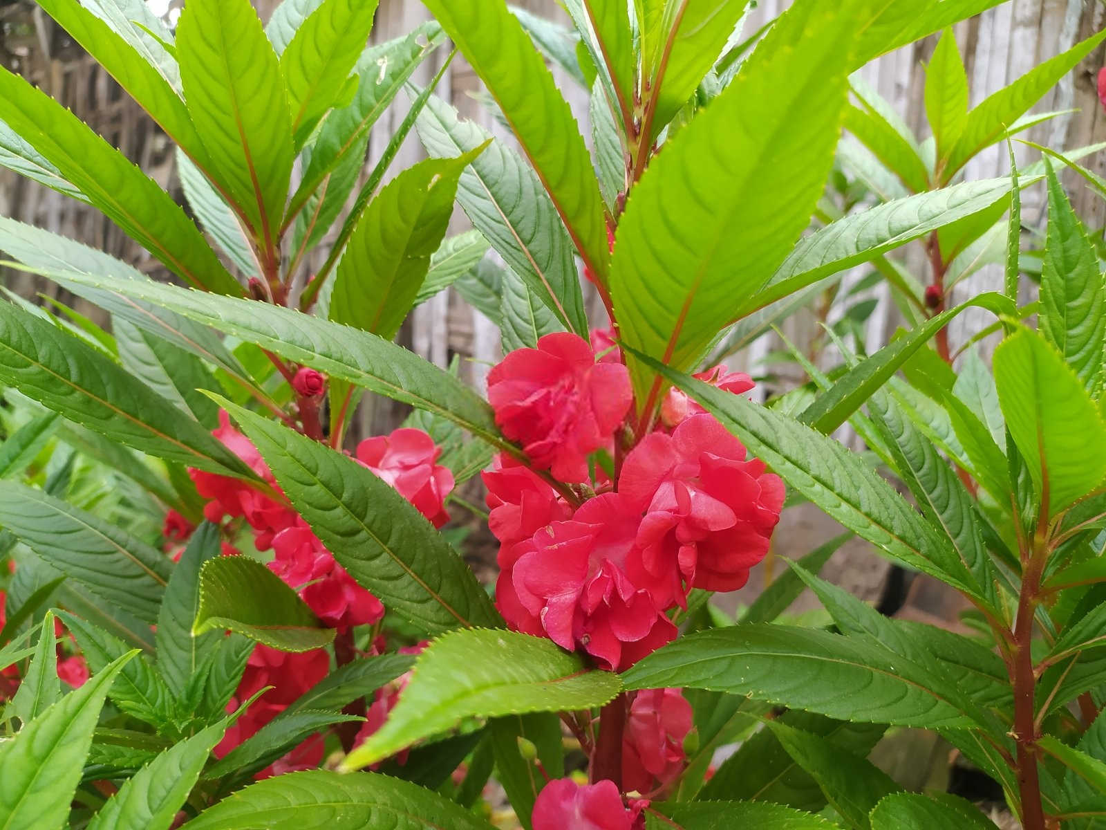 凤仙花霜霉病的智能防控策略