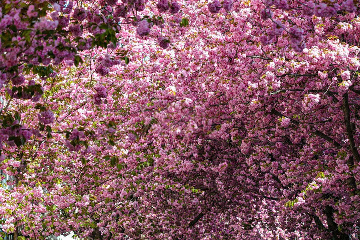 樱花红蜘蛛防治手册：守护花朵的细致策略