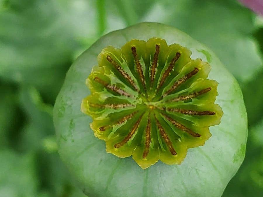 种植虞美人花违法吗？