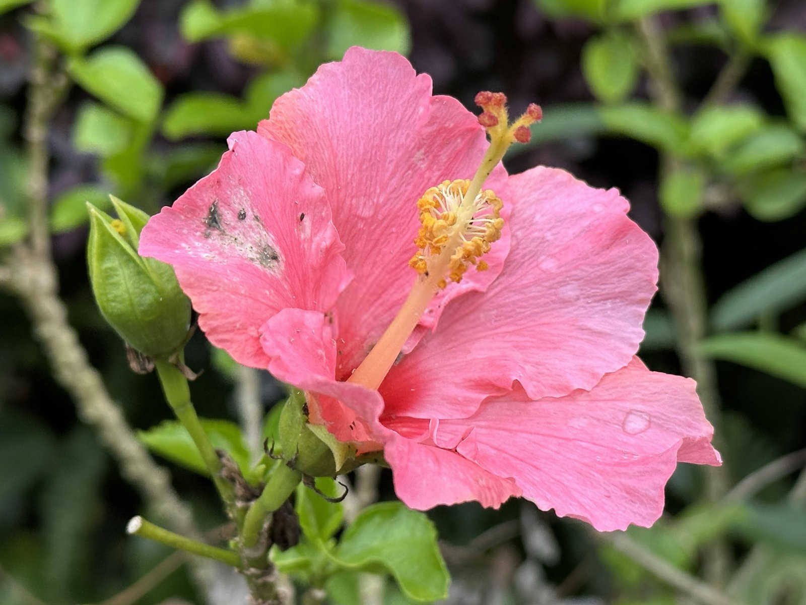 花开富贵：盆栽芙蓉花的养殖与养护秘籍