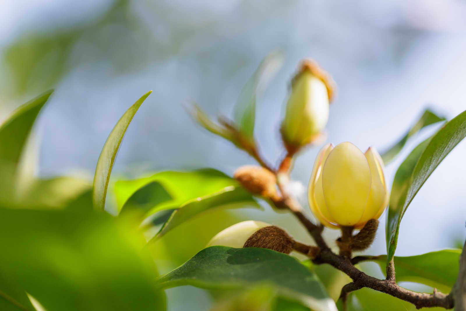 含笑花病害有哪些，含笑花病害咋防治？