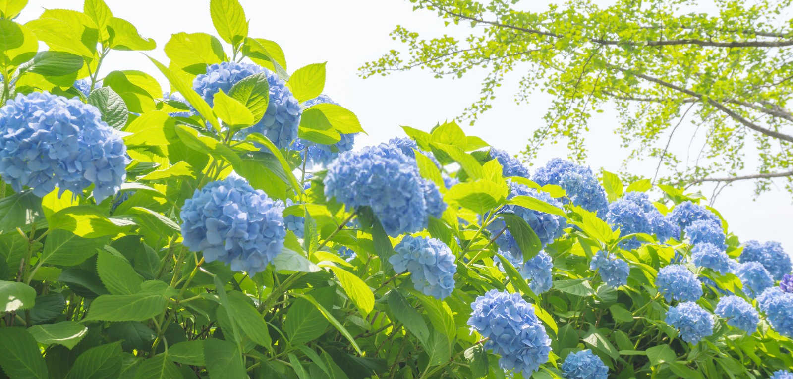 海藻肥怎么样八仙花？