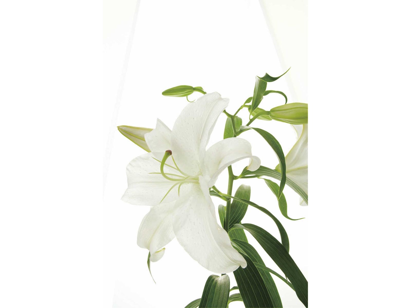 高磷高钾水溶肥的作用与功效百合花