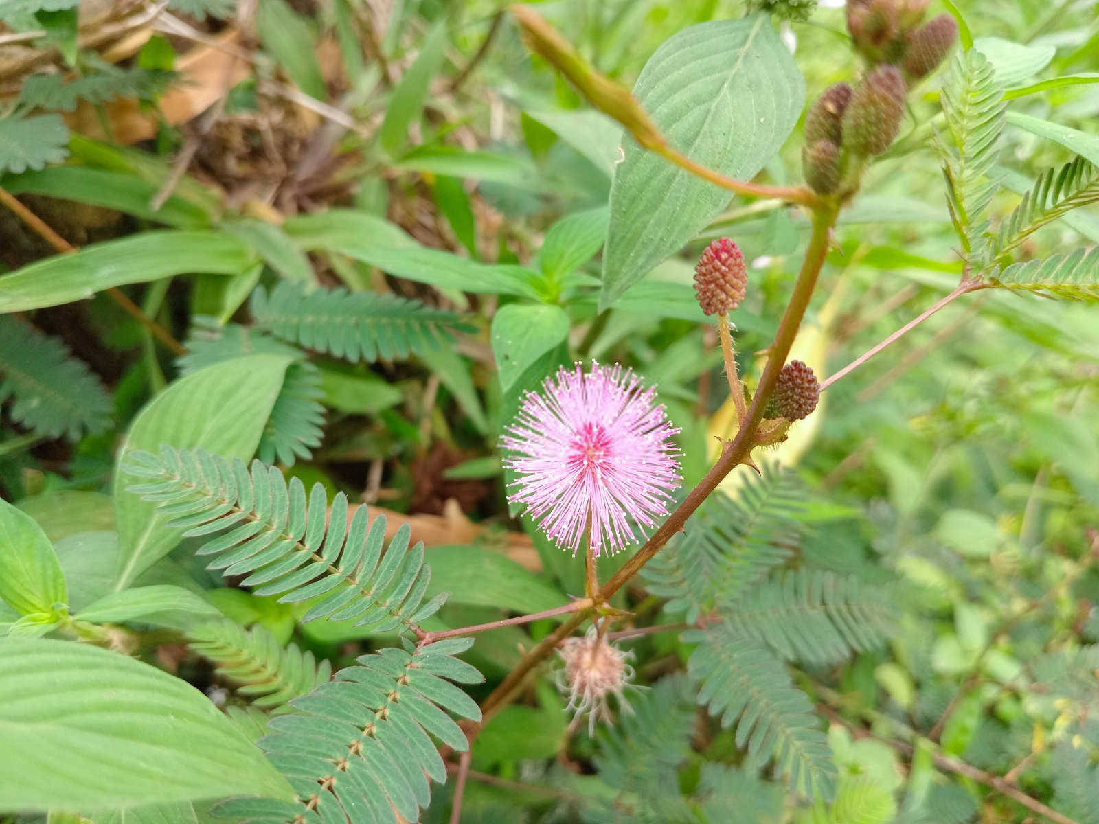 含羞草叶子合拢的原因,属于正常的生理反应