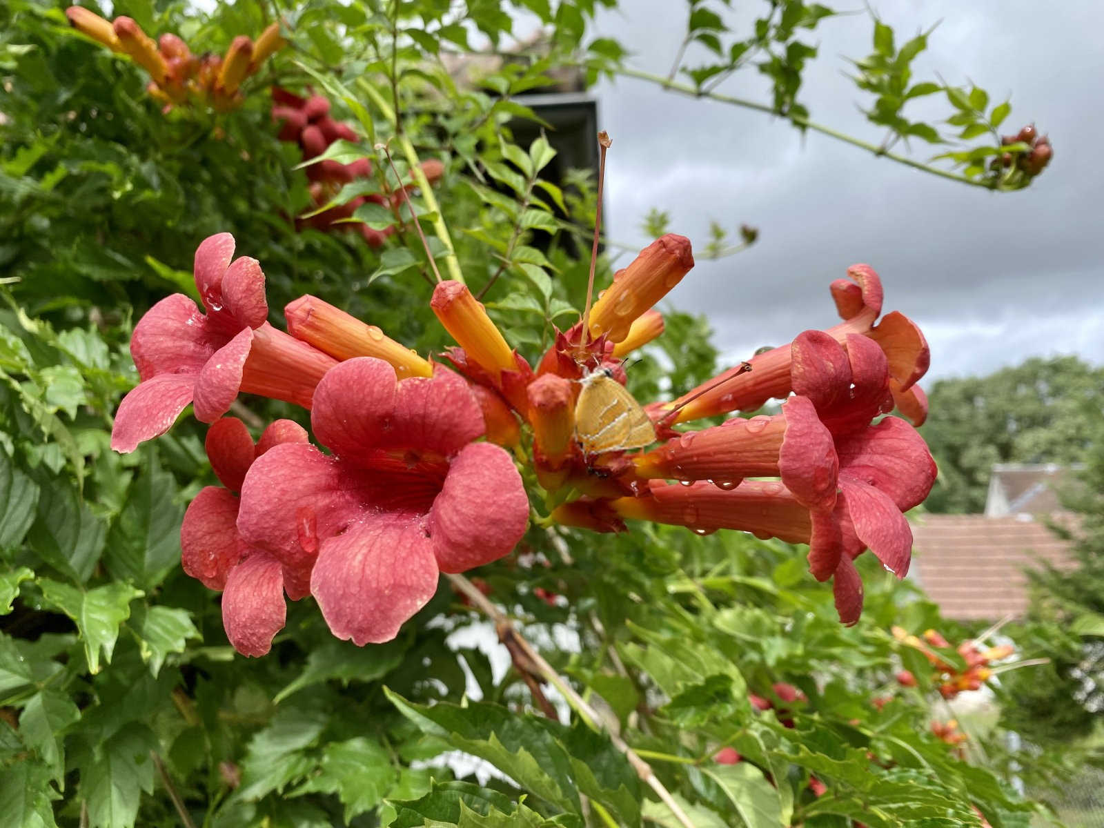 凌霄花的养护之道：揭秘其生长习性与种植技巧