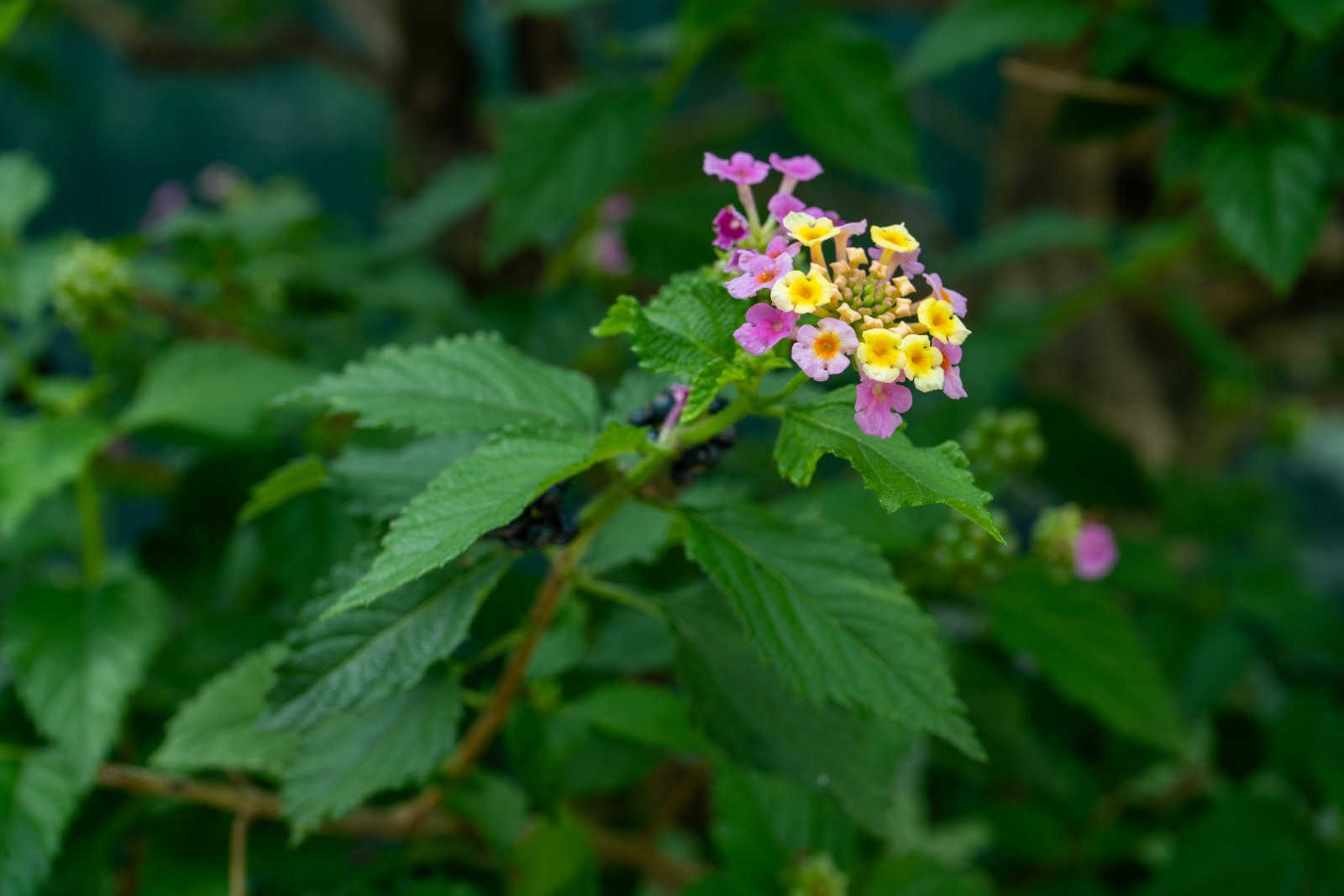 灯笼花掉花苞什么原因？