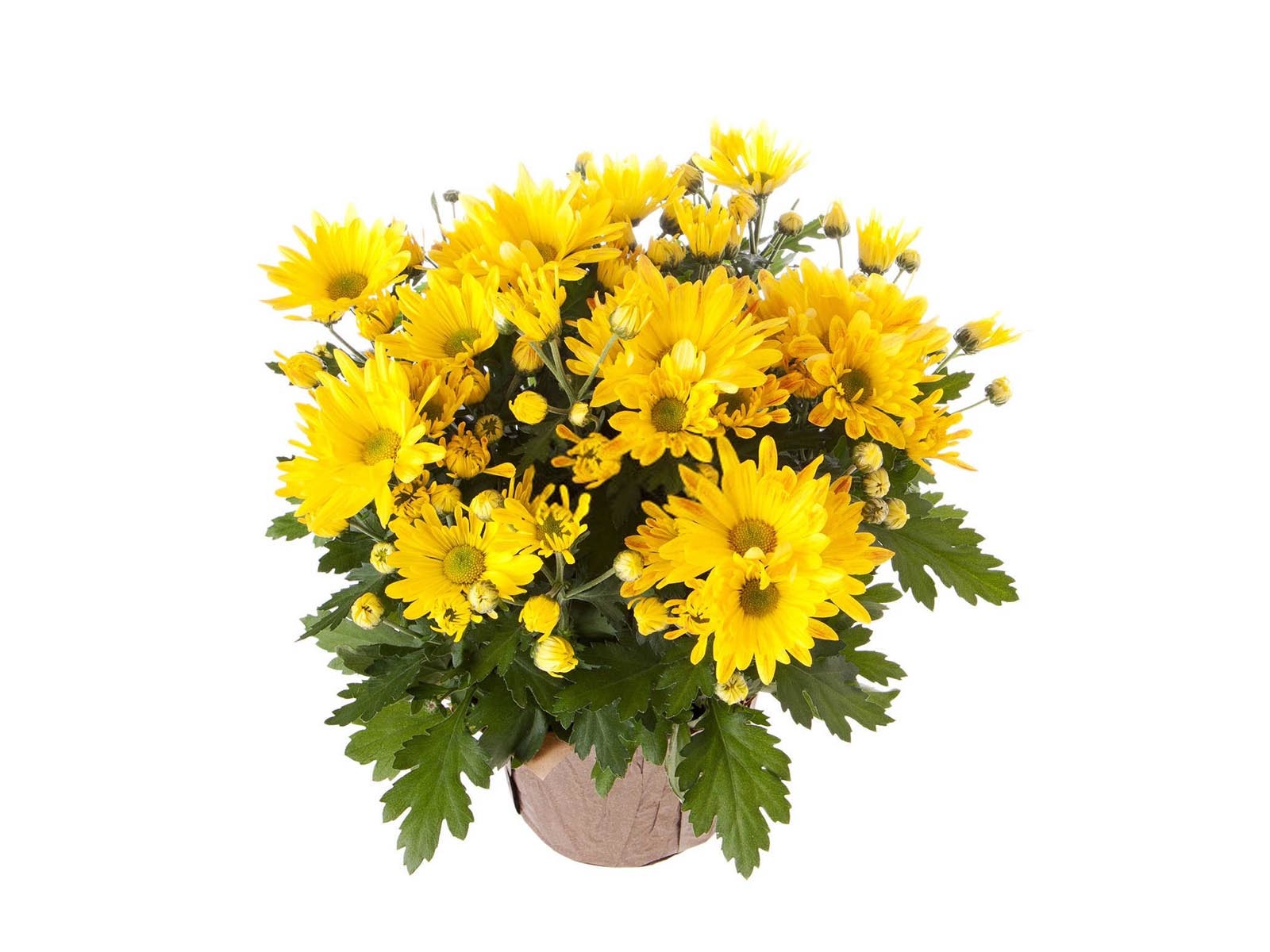 菊花化肥生产基地