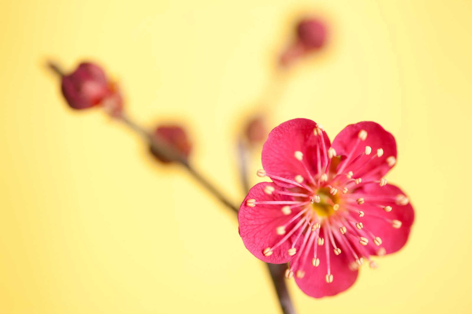 梅花煤污病用什么药？