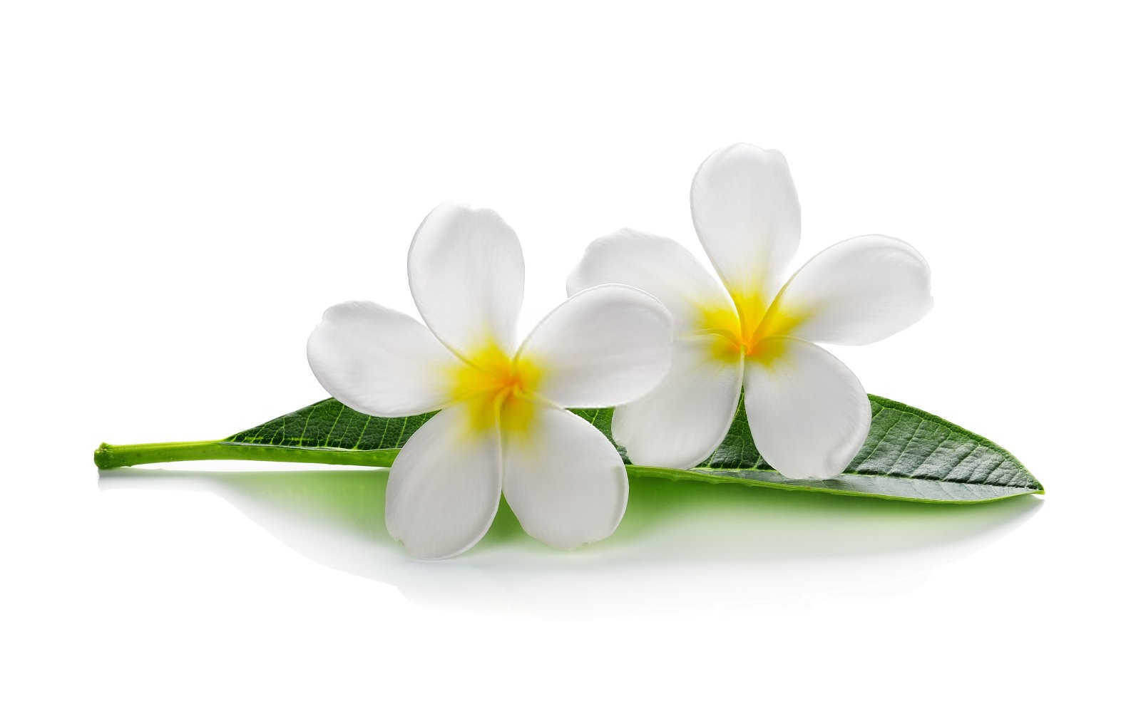 栀子微生物菌剂是什么农药英德？