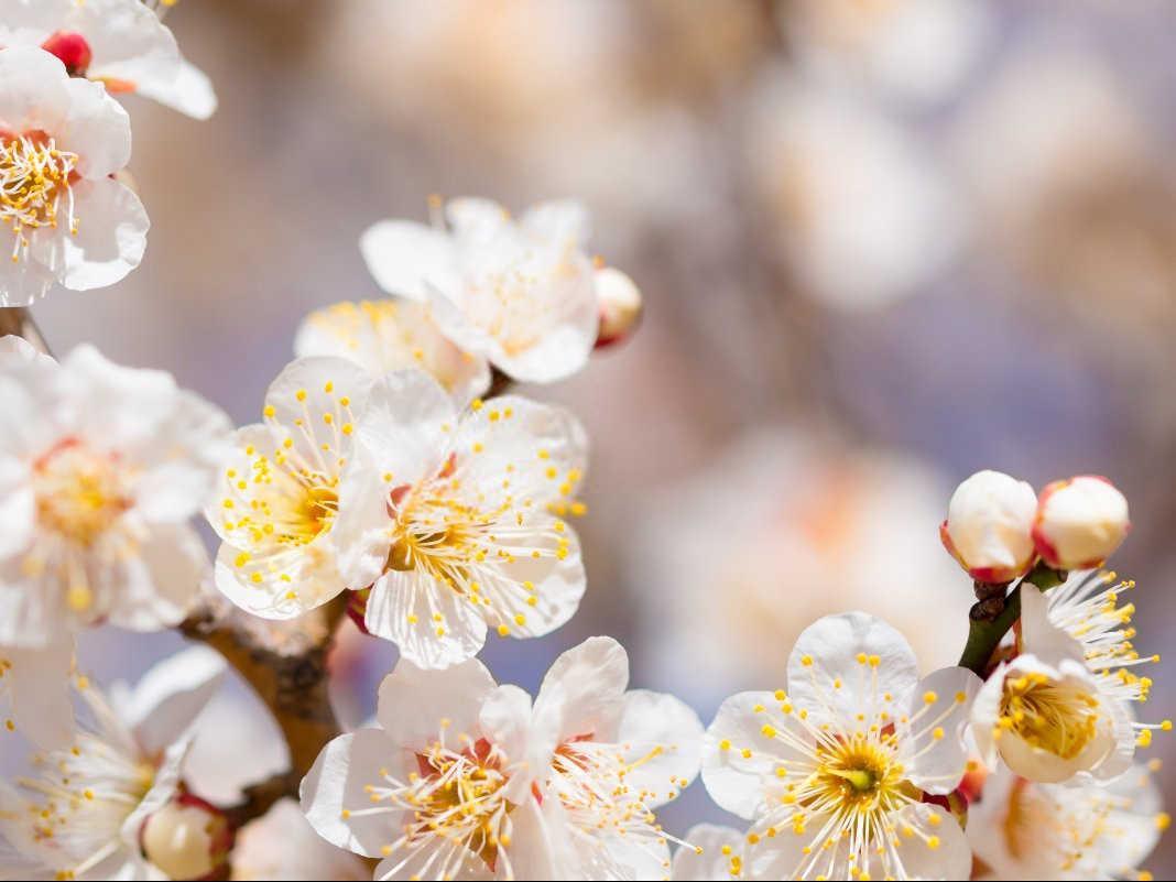 梅花冬天开花的原因