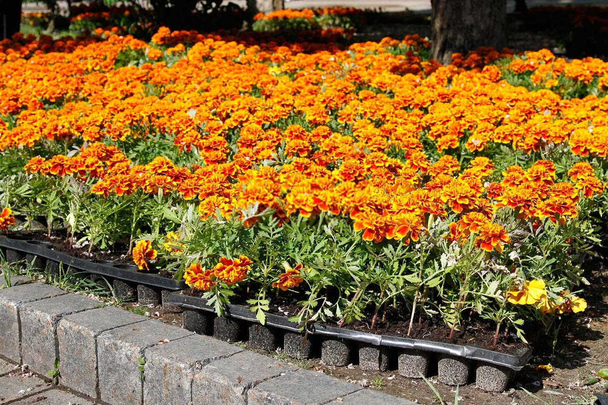 芸苔素对花卉有影响吗怎么用?