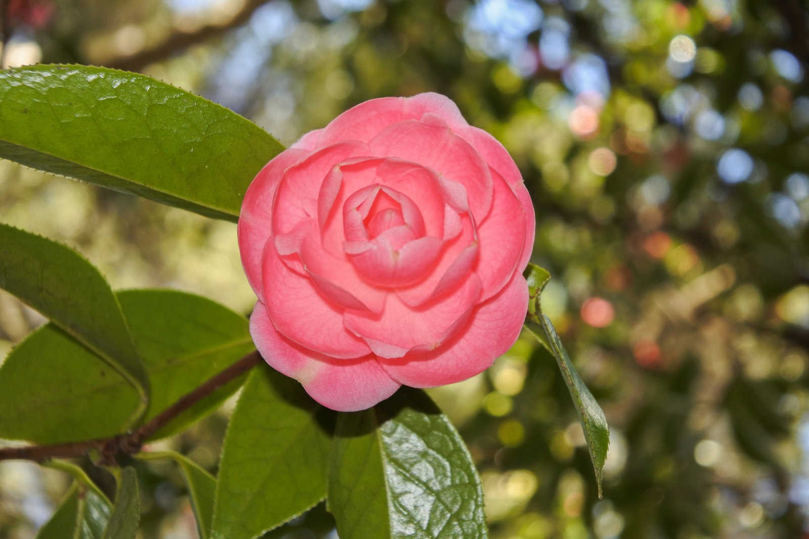 山茶花怎样浇水施肥？