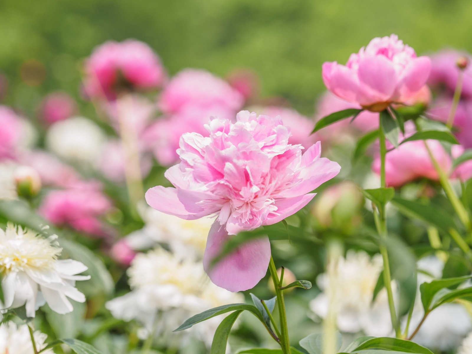 绿意盎然：芍药花叶子发黄的三大病因及解决之道