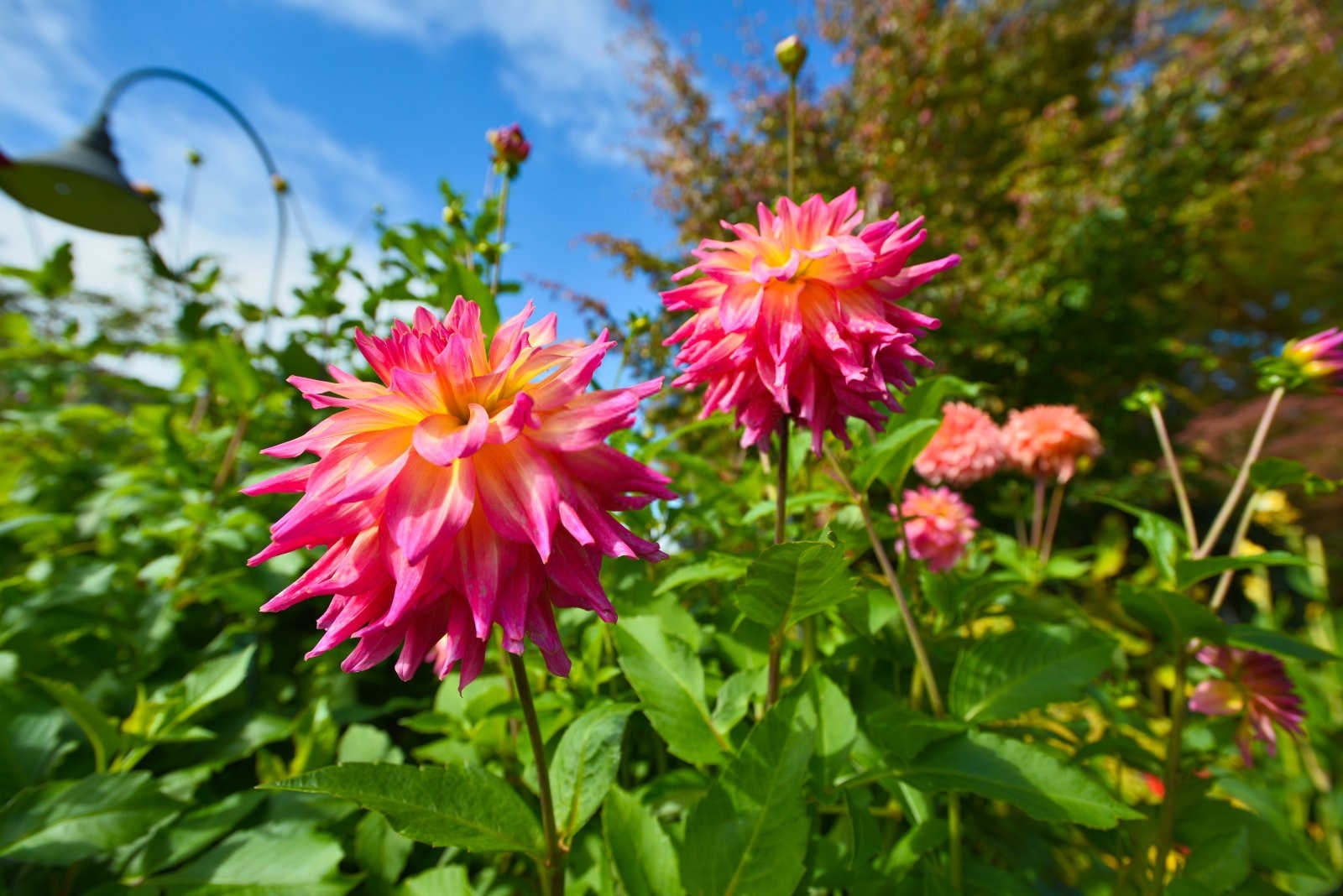 三种梅花常见害虫防治