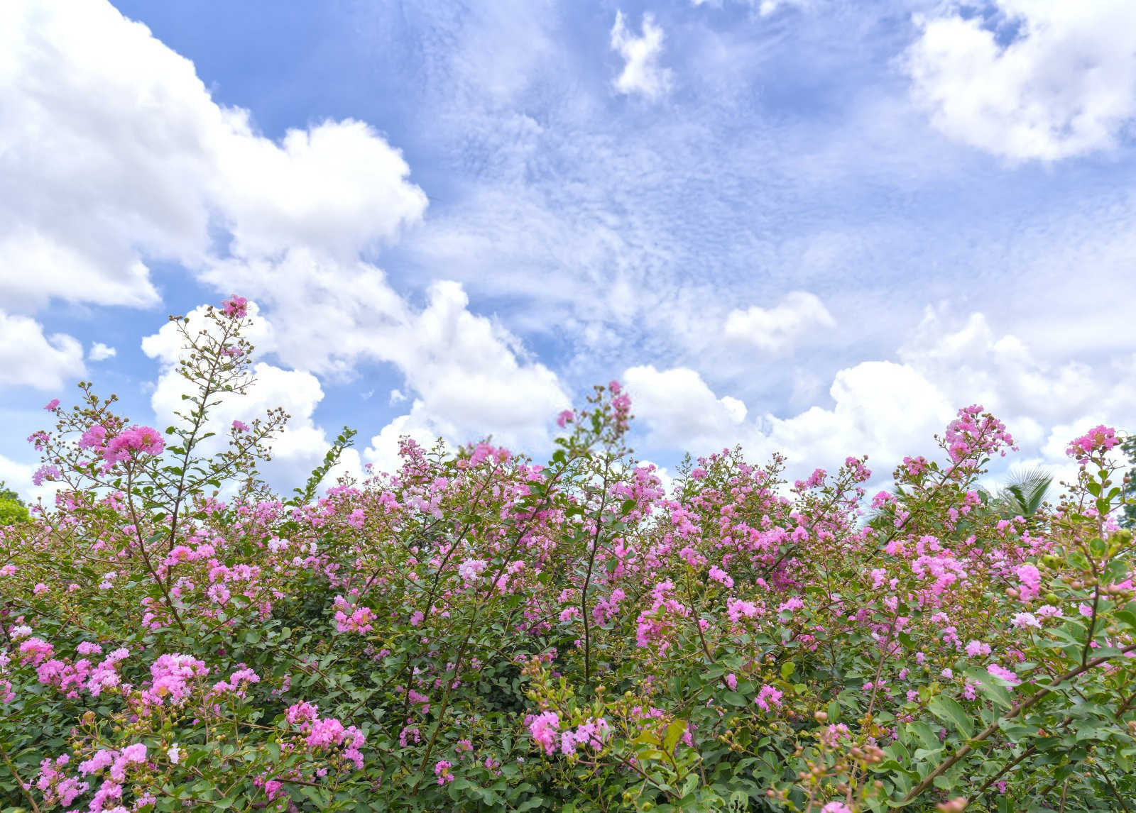 紫薇花最好的氨基酸叶面肥本溪