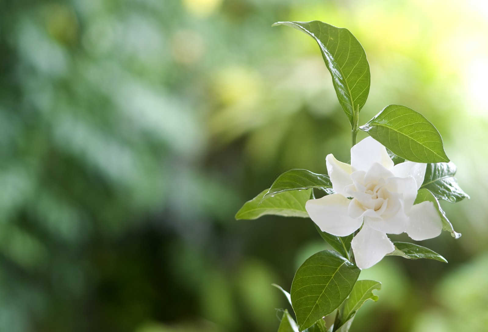 养栀子花不黄叶的方法，栀子花黄叶的预防及解决办法？