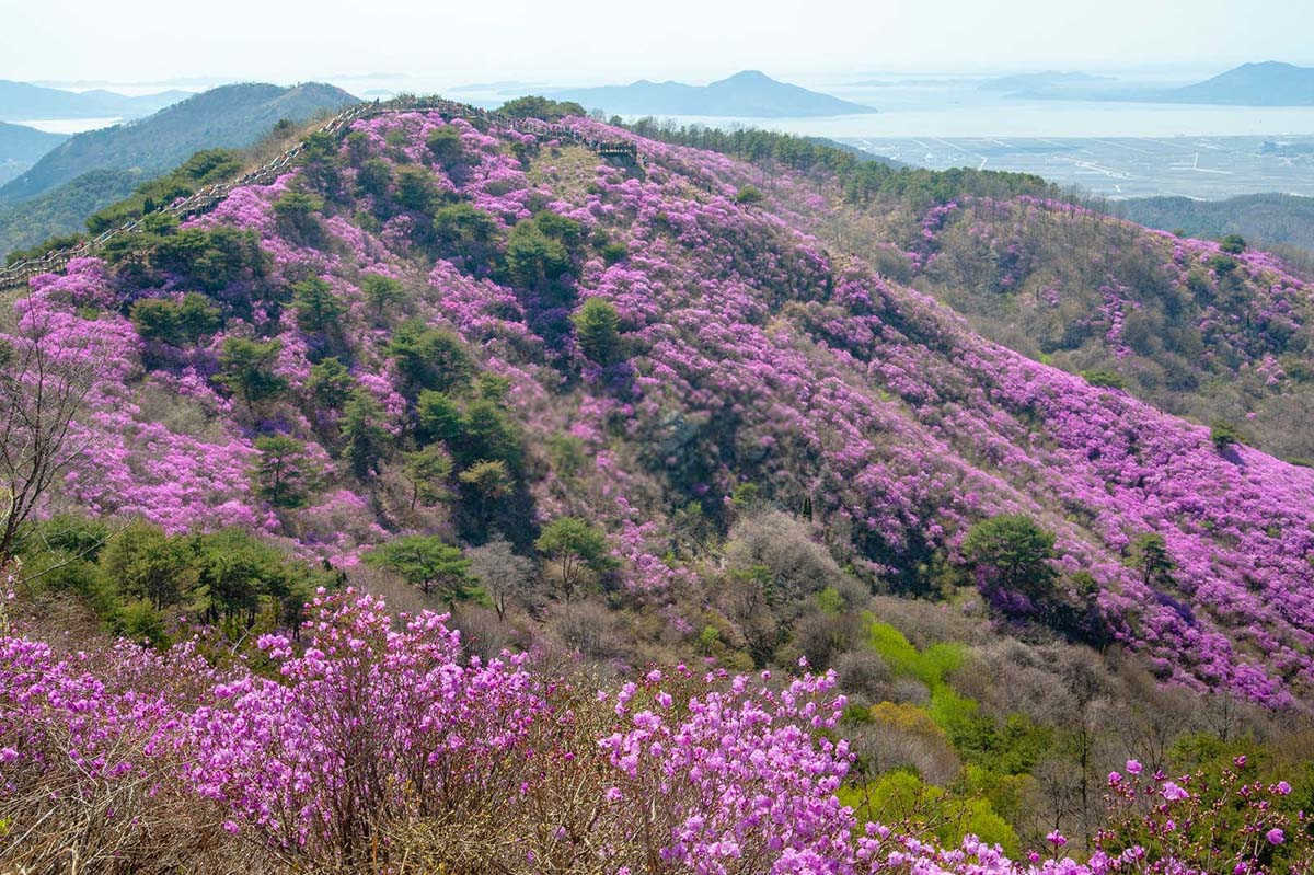 杜鹃干叶掉叶是什么原因？