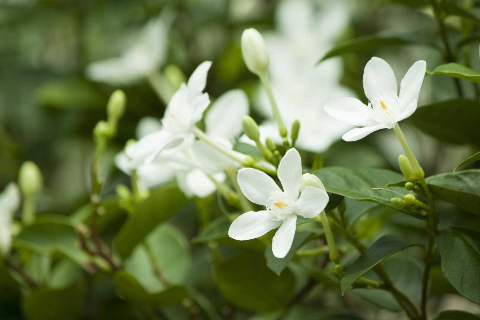 栀子花红蜡蚧的危害和防治方法有哪些？