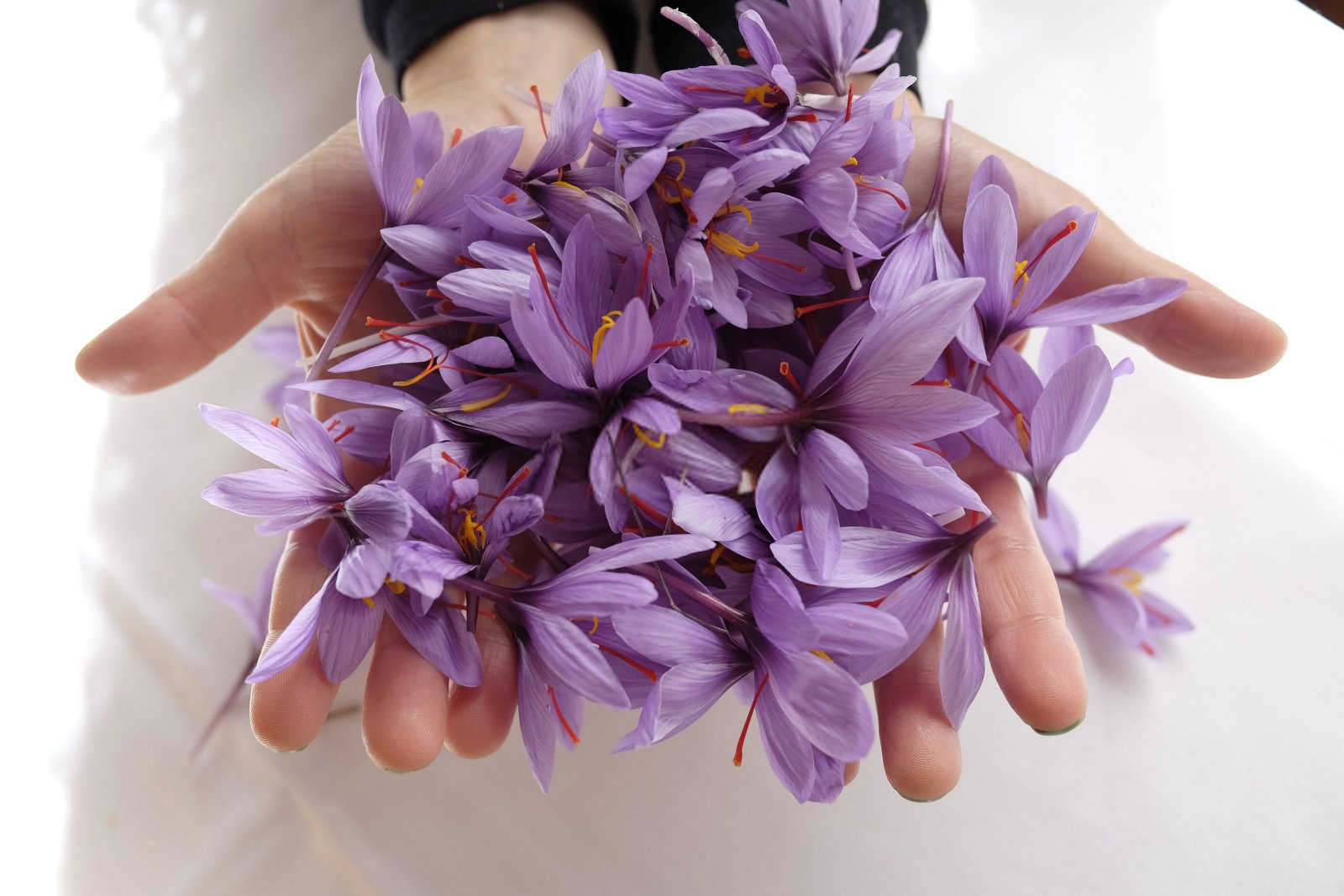 缓释肥施什么最好海东红花？