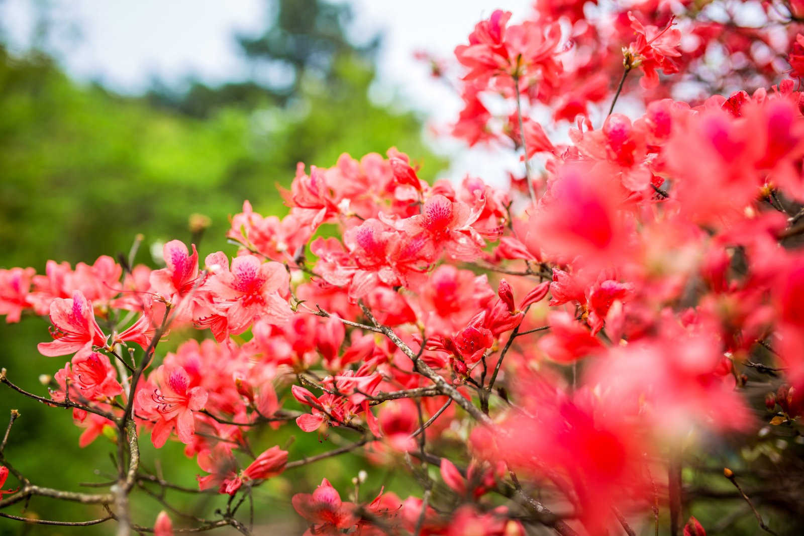 掌握艺术：如何修剪杜鹃花以促进其茁壮成长？