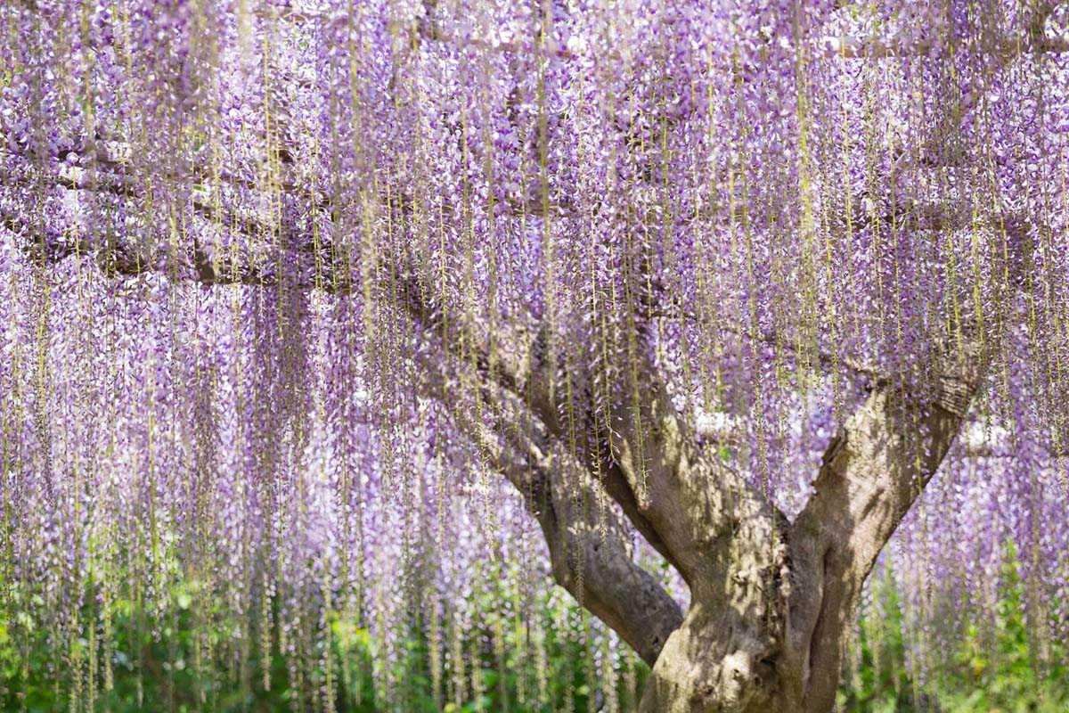 紫藤花叶子发黄脱落的原因及解决办法？