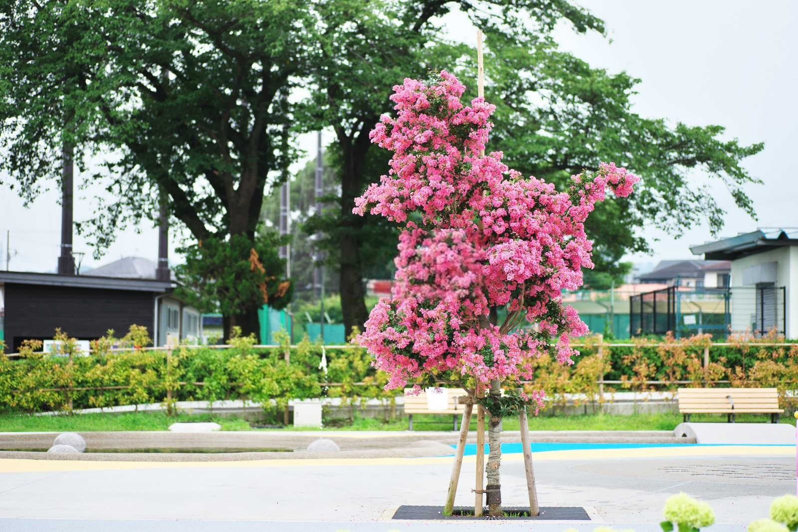 紫薇花不开花是什么原因及解决办法？