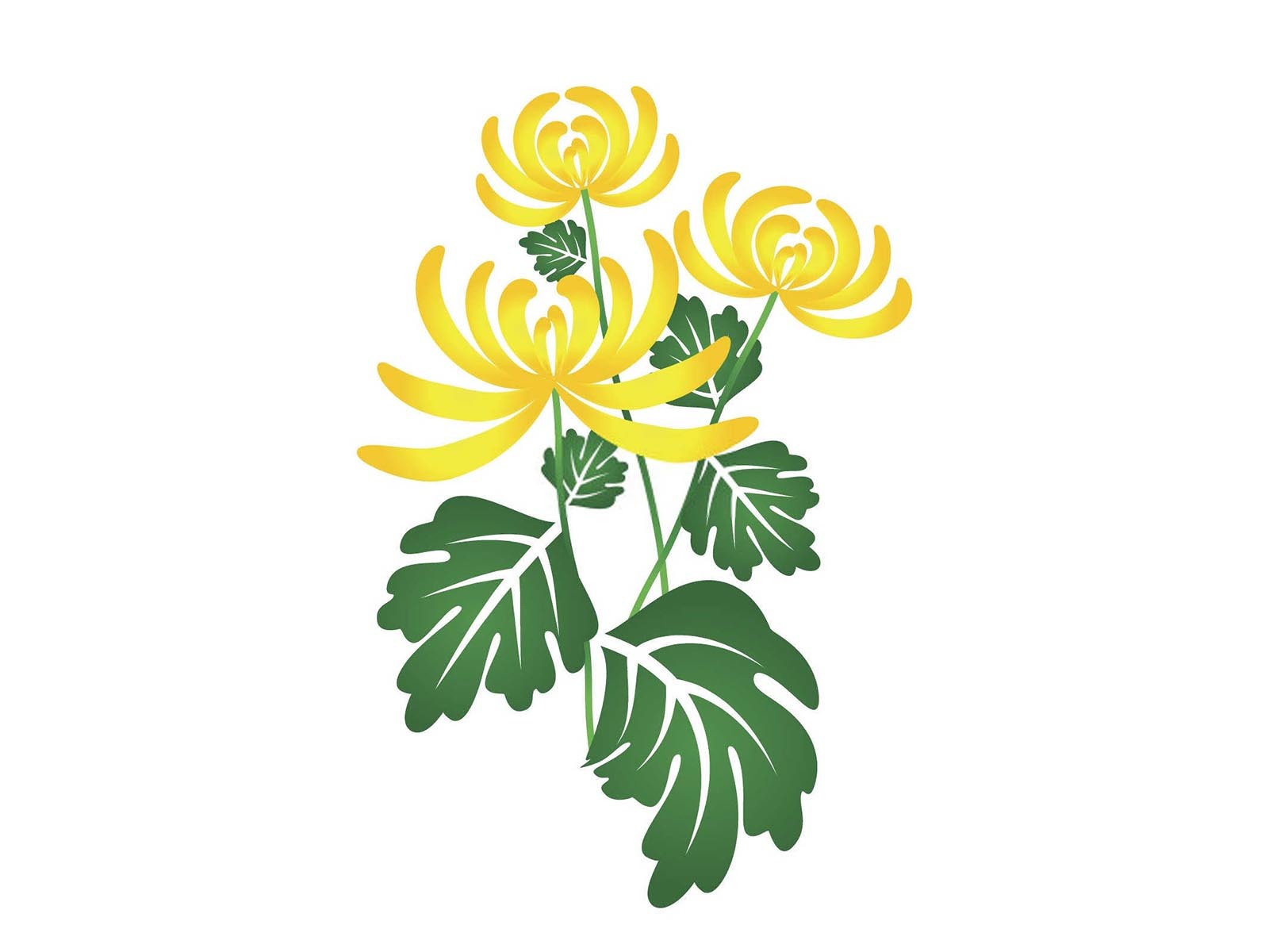 揭秘菊花假尾孢褐斑病及其防治策略