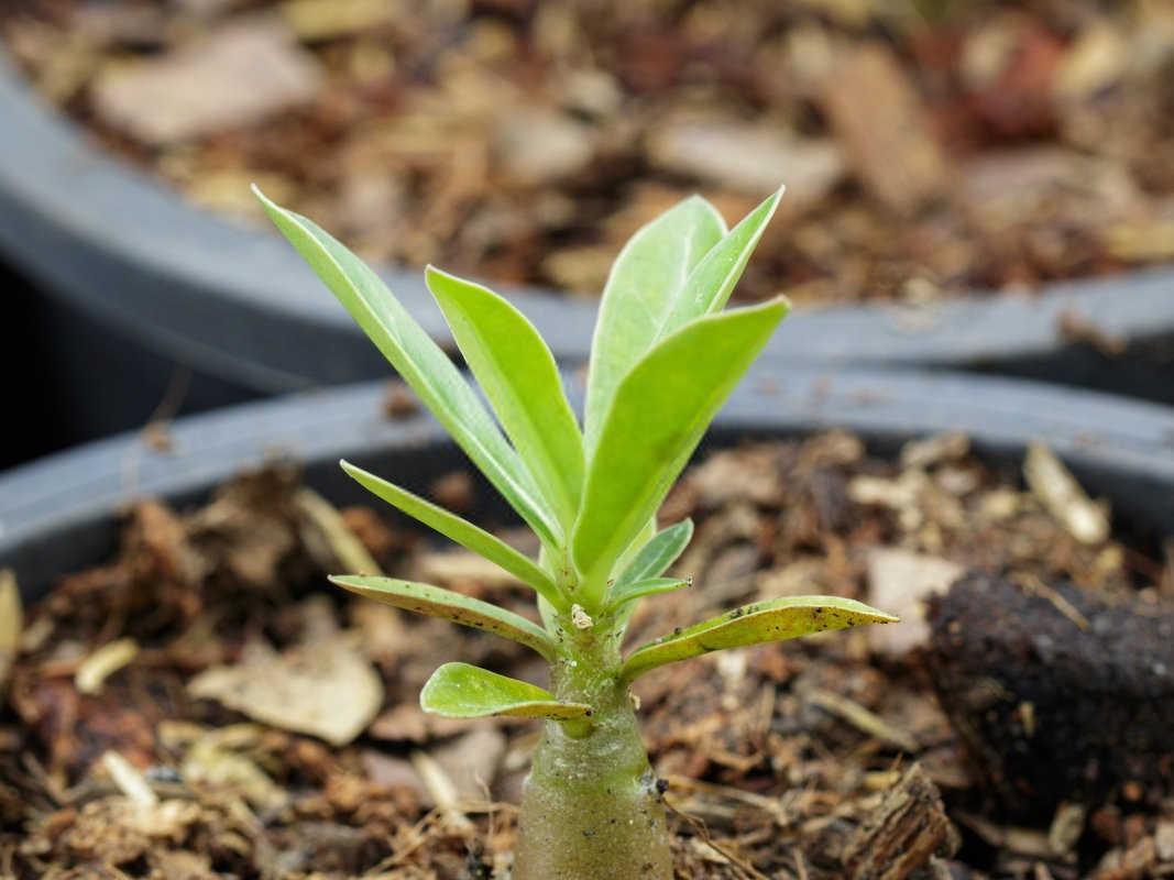 杜鹃花海藻水溶肥用法与用量是多少合适？