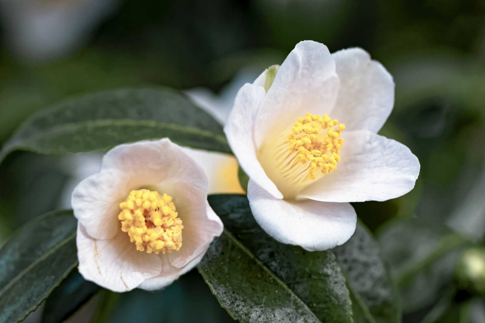 食用菌茶花水溶肥多久用一次2026？