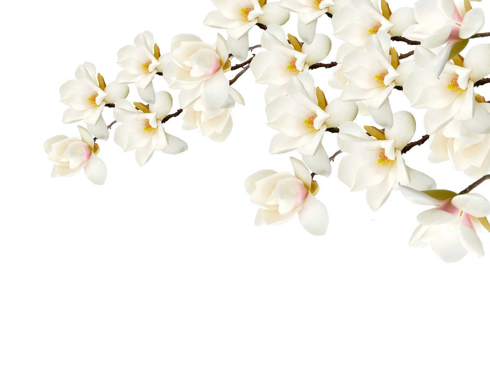 玉兰炭疽病防治技术要点!