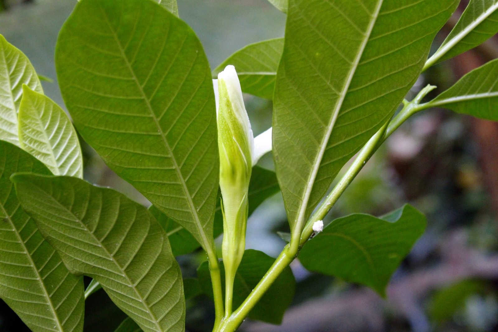 想让栀子花抽芽要氮肥吗为什么？