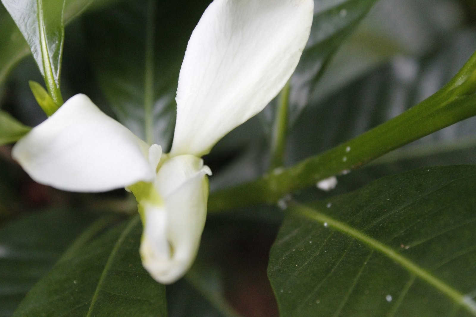 栀子花叶子发黄怎么办？栀子花叶子发黄原因大猜想