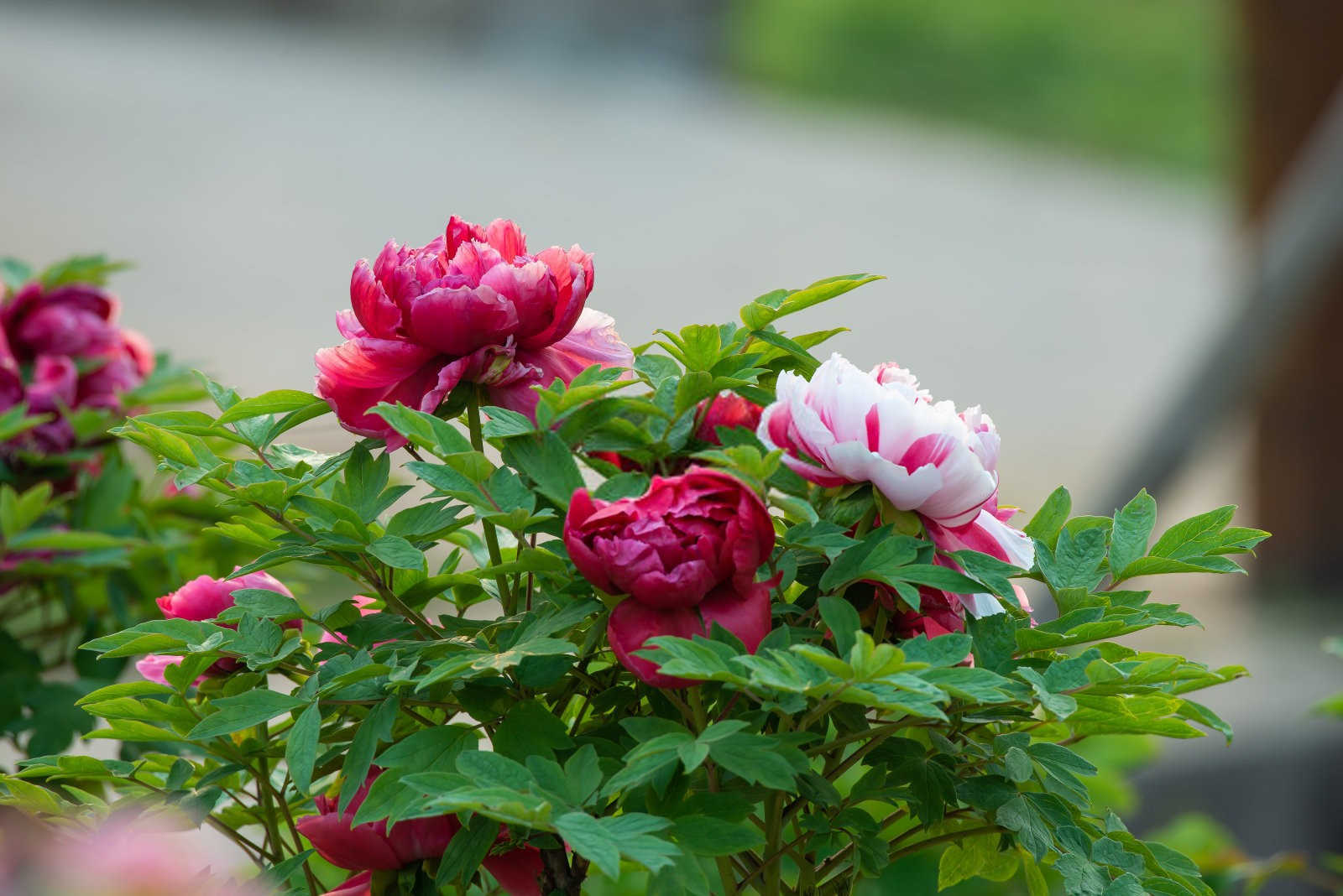 牡丹桃蚜防治手册：掌握科学方法，打造绿色果园？