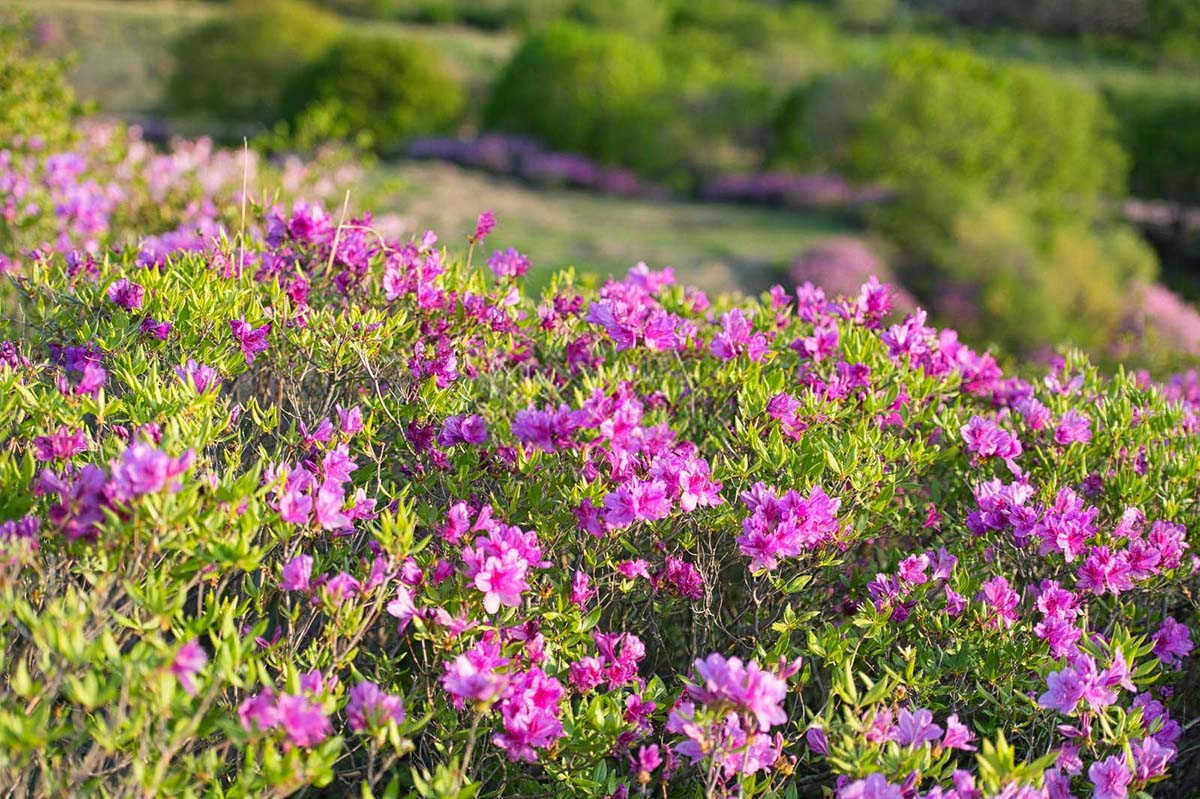 揭秘杜鹃花的奥秘：生长习性、种植环境与养护要点