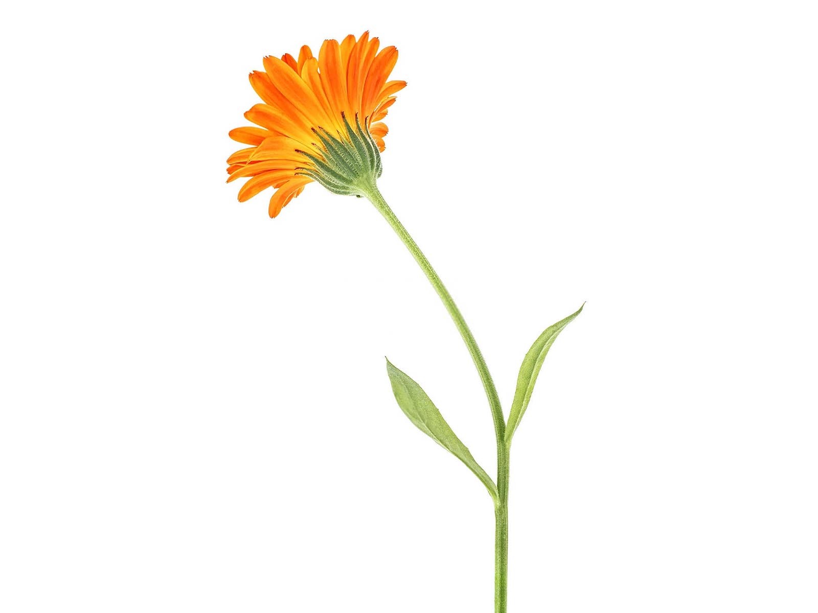 微生物菌剂中的菌是细菌还是真菌万寿菊？