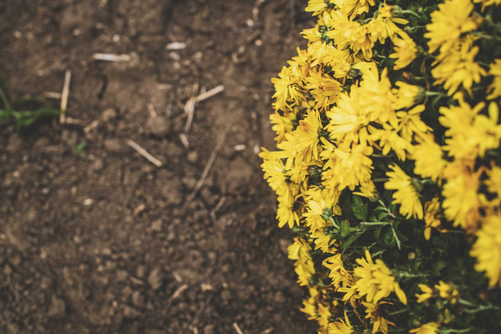 野菊花种植技术与亩产量