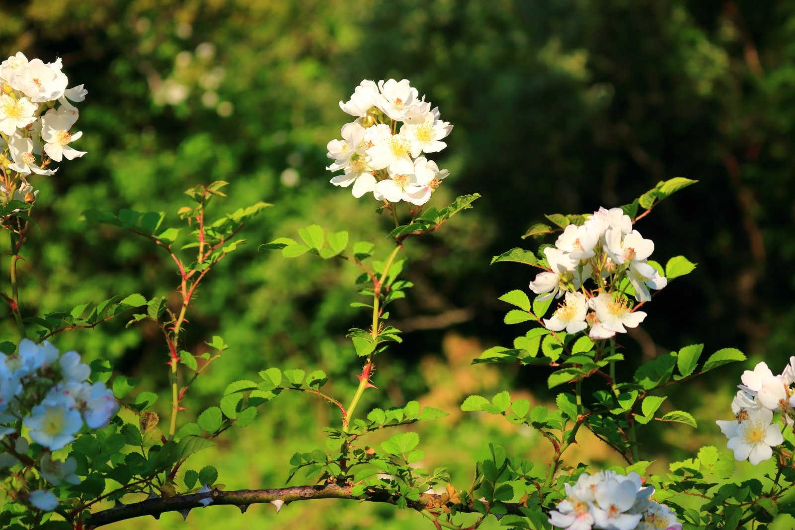 东北之蔷薇：适宜种植与方法探究？