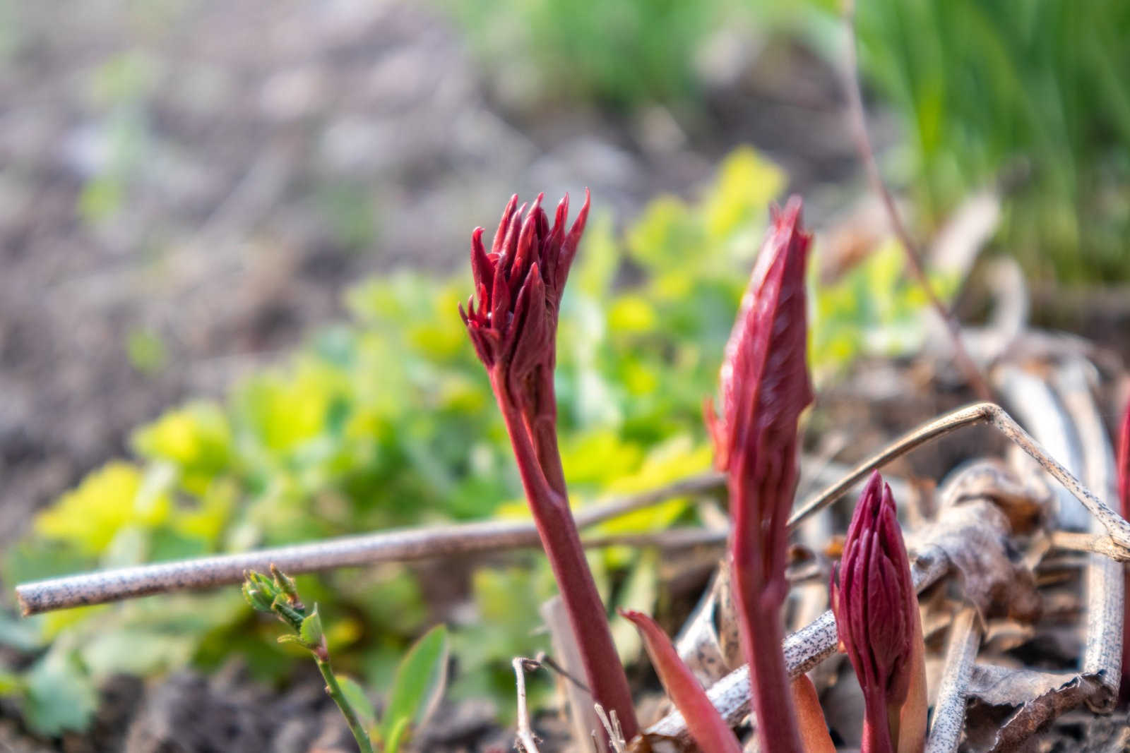 牡丹桃蚜防治手册：掌握科学方法，打造绿色果园？