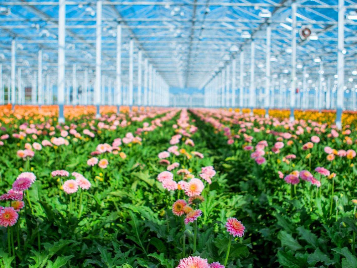 大颗粒尿素生产厂家直销电话英国荷兰菊
