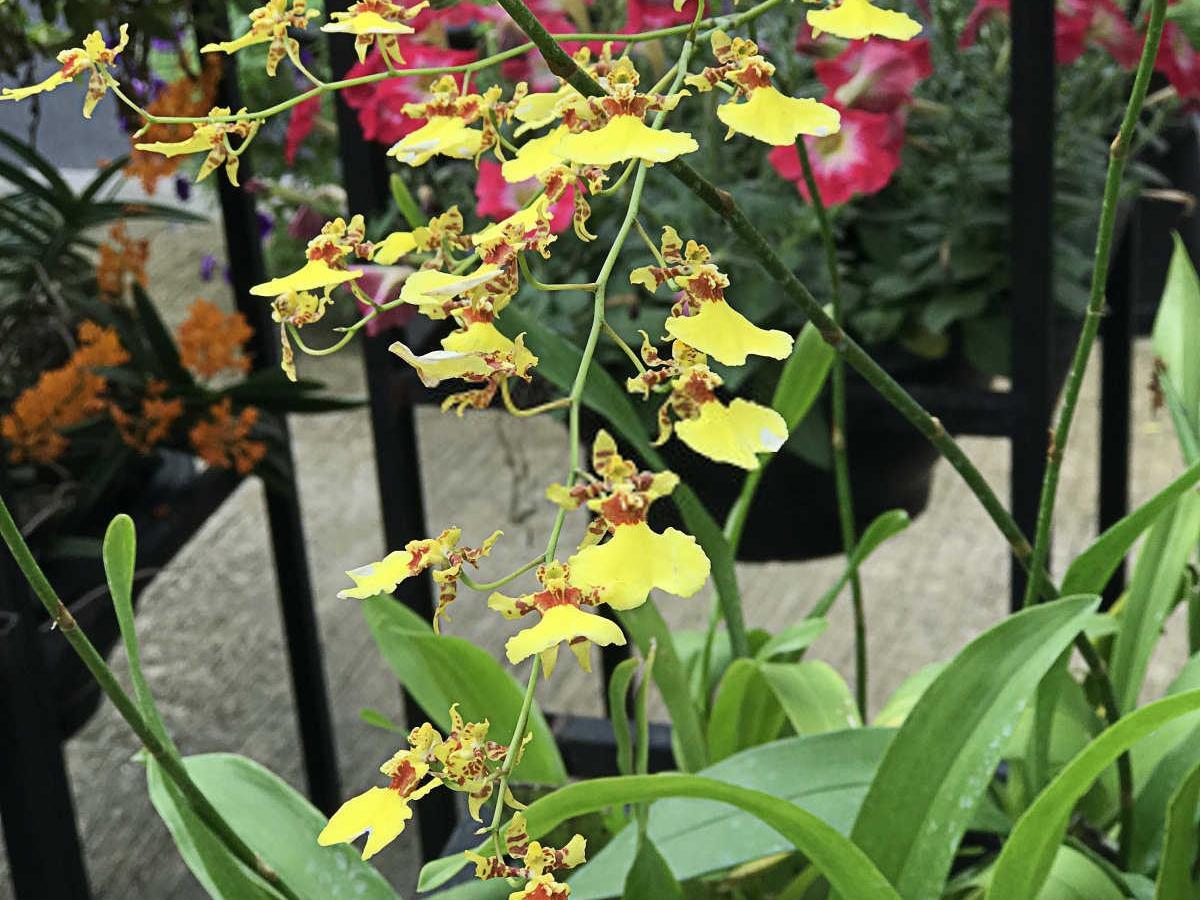 文心兰矿源黄腐酸钾浇花兑水多少？