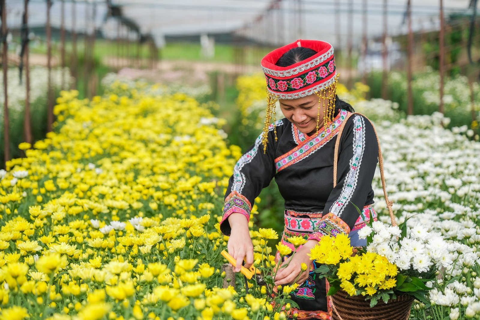 菊花叶枯线虫病的危害症状及防治方法？