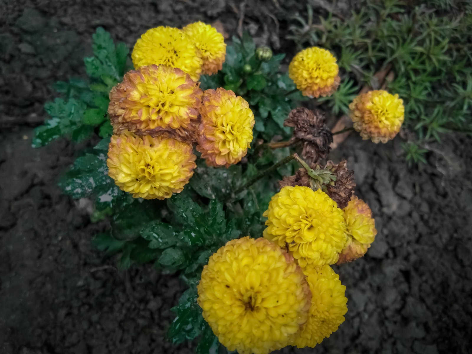 菊花怎样繁殖，播种，扦插，嫁接，分株繁殖等？