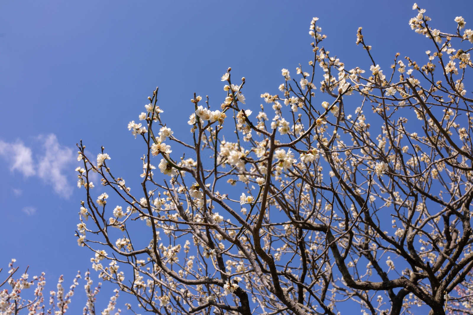 梅花烂根是怎么回事，导致梅花烂根的四种原因？